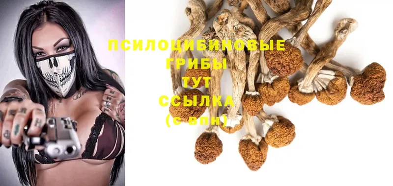 Псилоцибиновые грибы Magic Shrooms  где купить наркоту  Бийск 